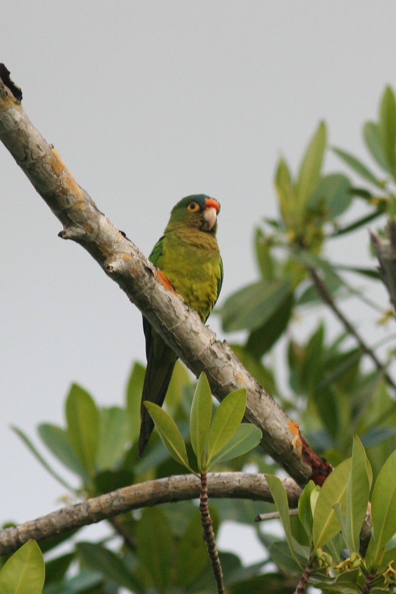 Orange-fronted Parakeet - george parker