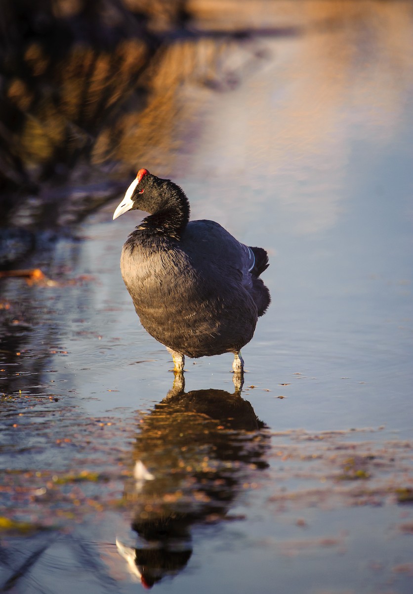 Red-knobbed Coot - ML175016411