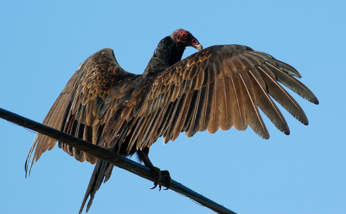 Turkey Vulture - ML175016561