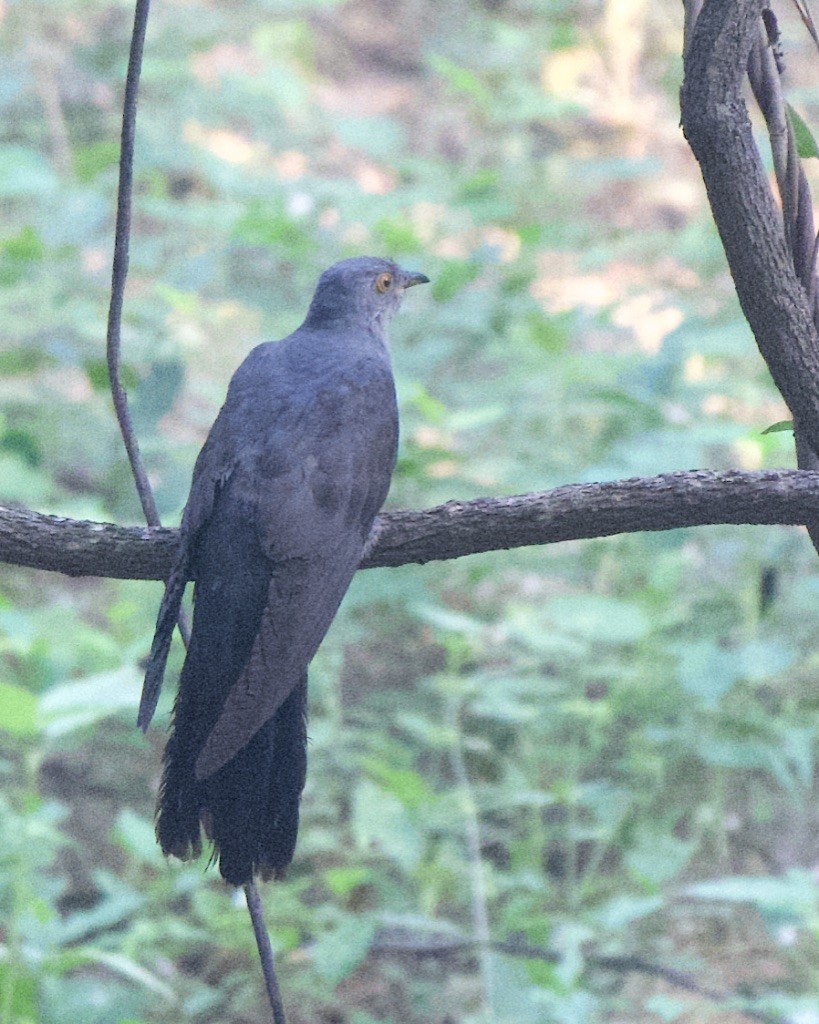 Common Cuckoo - Mamta Muttreja