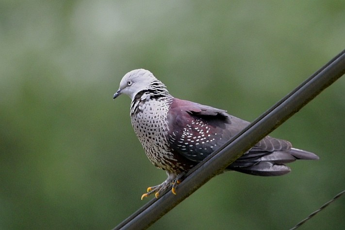 Speckled Wood-Pigeon - ML175021801