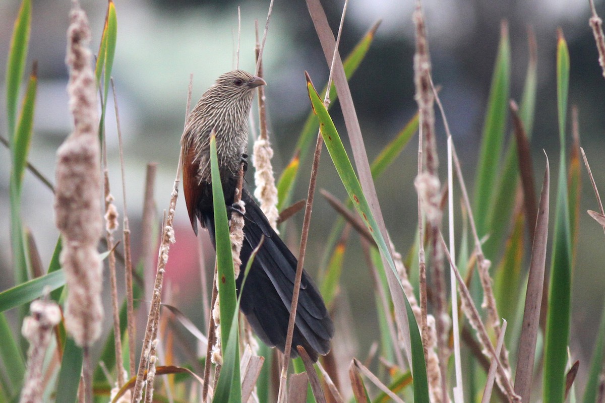 Malagasy Coucal - Benoit Maire