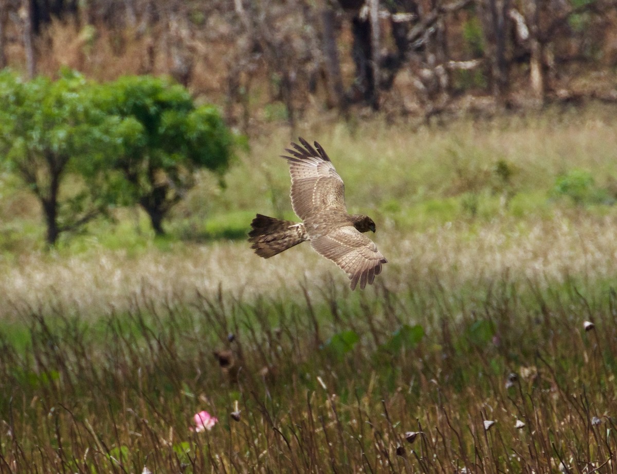 Spotted Harrier - ML175024141
