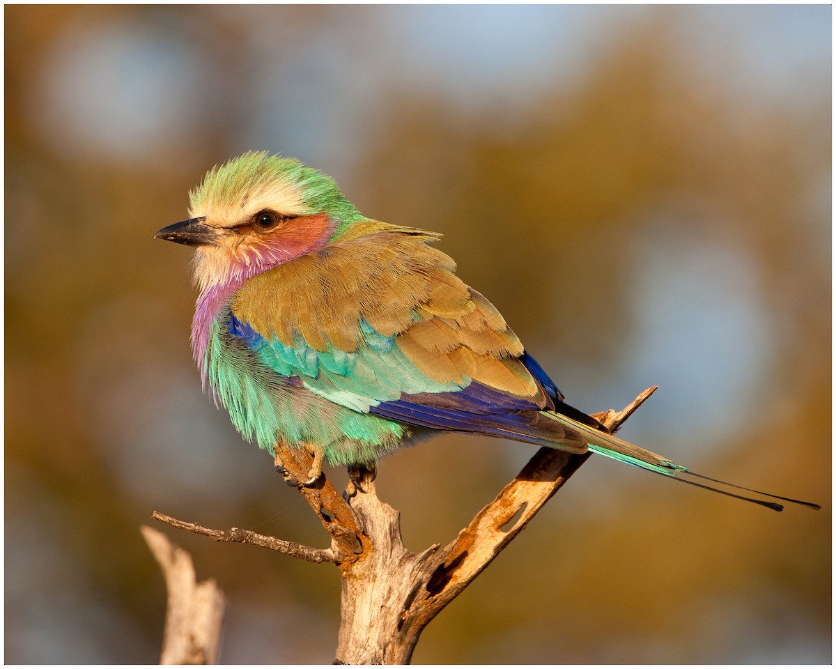 Lilac-breasted Roller - ML175024441