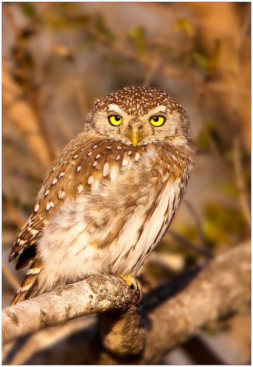 Pearl-spotted Owlet - Mark Samuelsson
