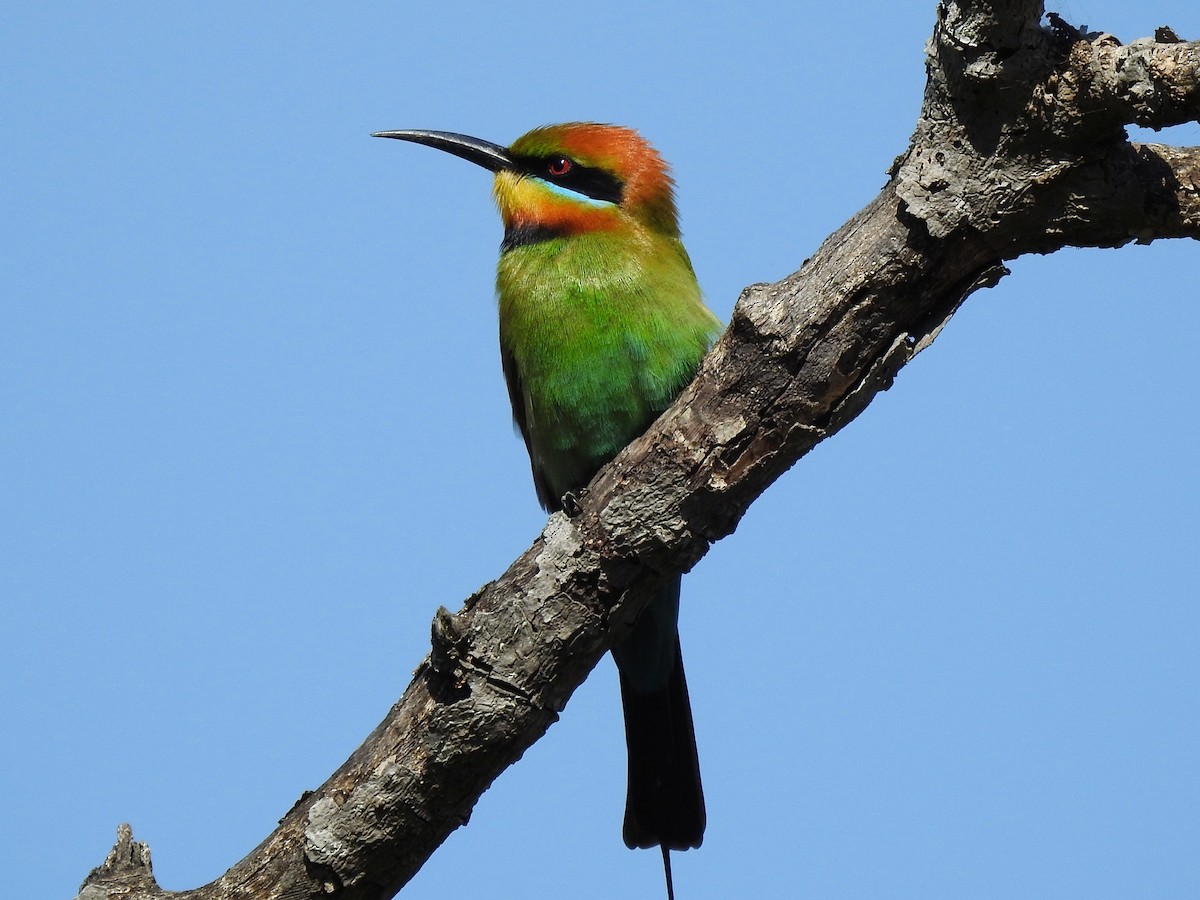 Rainbow Bee-eater - ML175025621