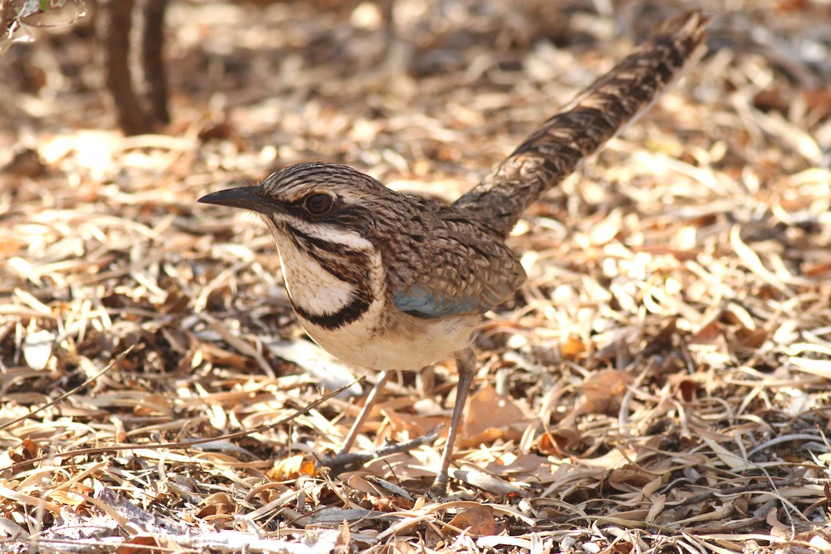 Long-tailed Ground-Roller - ML175030091