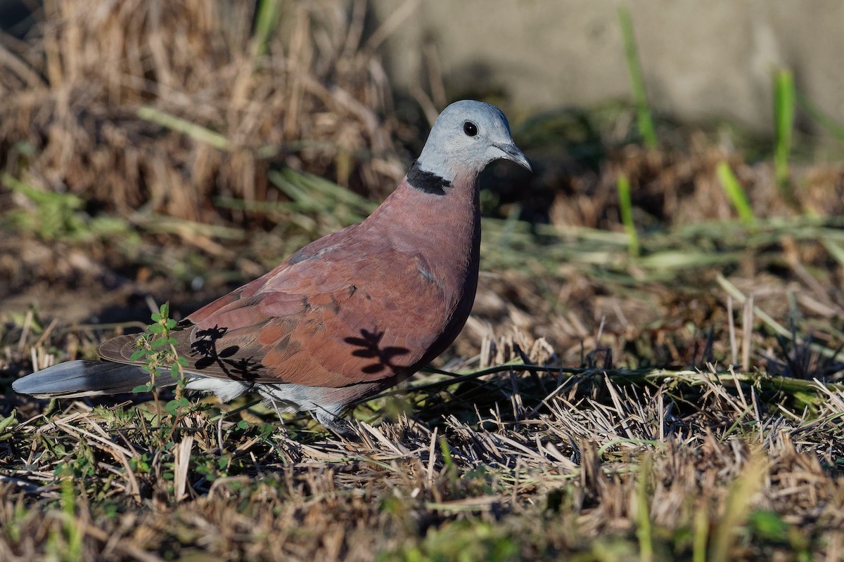 Red Collared-Dove - Vincent Wang
