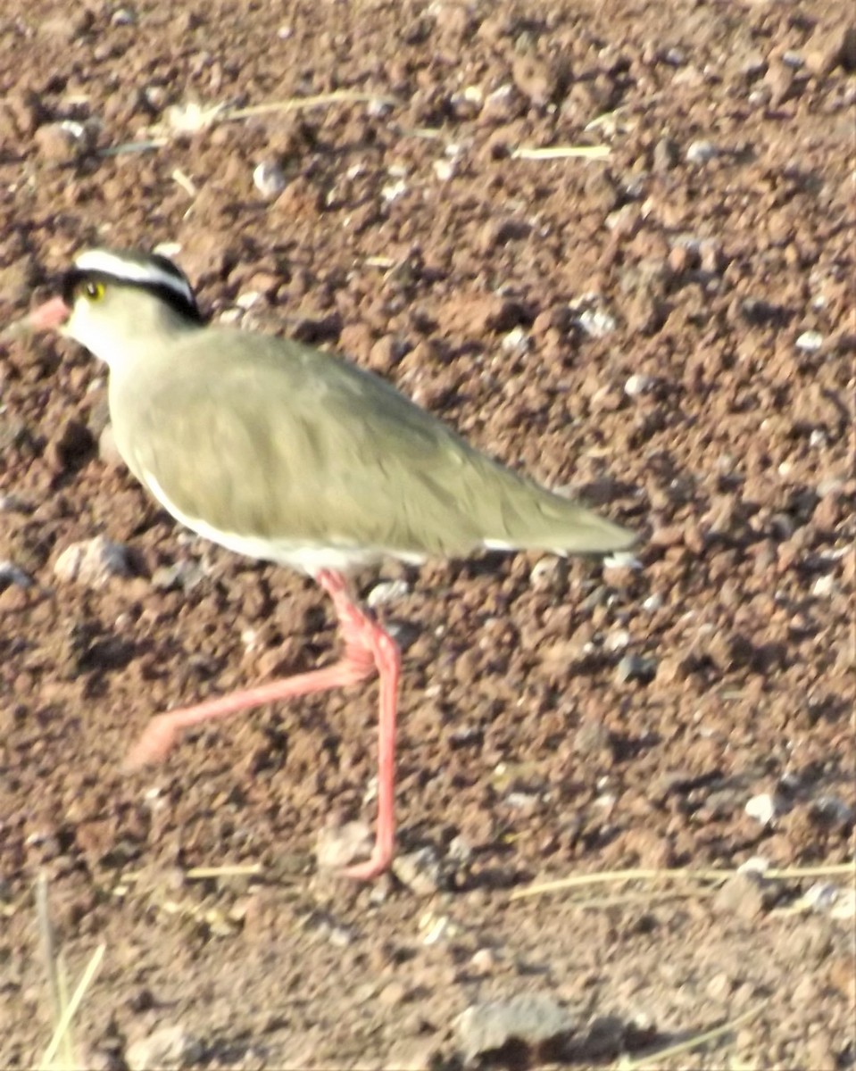 Crowned Lapwing - ML175032571