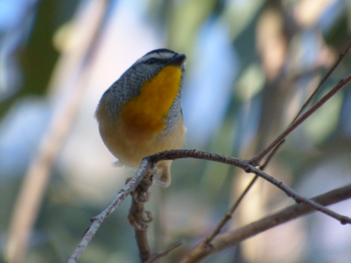 Spotted Pardalote - ML175032731