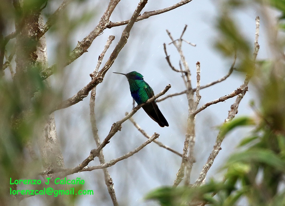 kolibřík modrolící - ML175034171