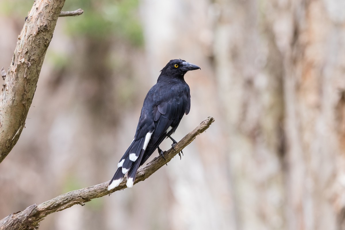 Pied Currawong - ML175039831