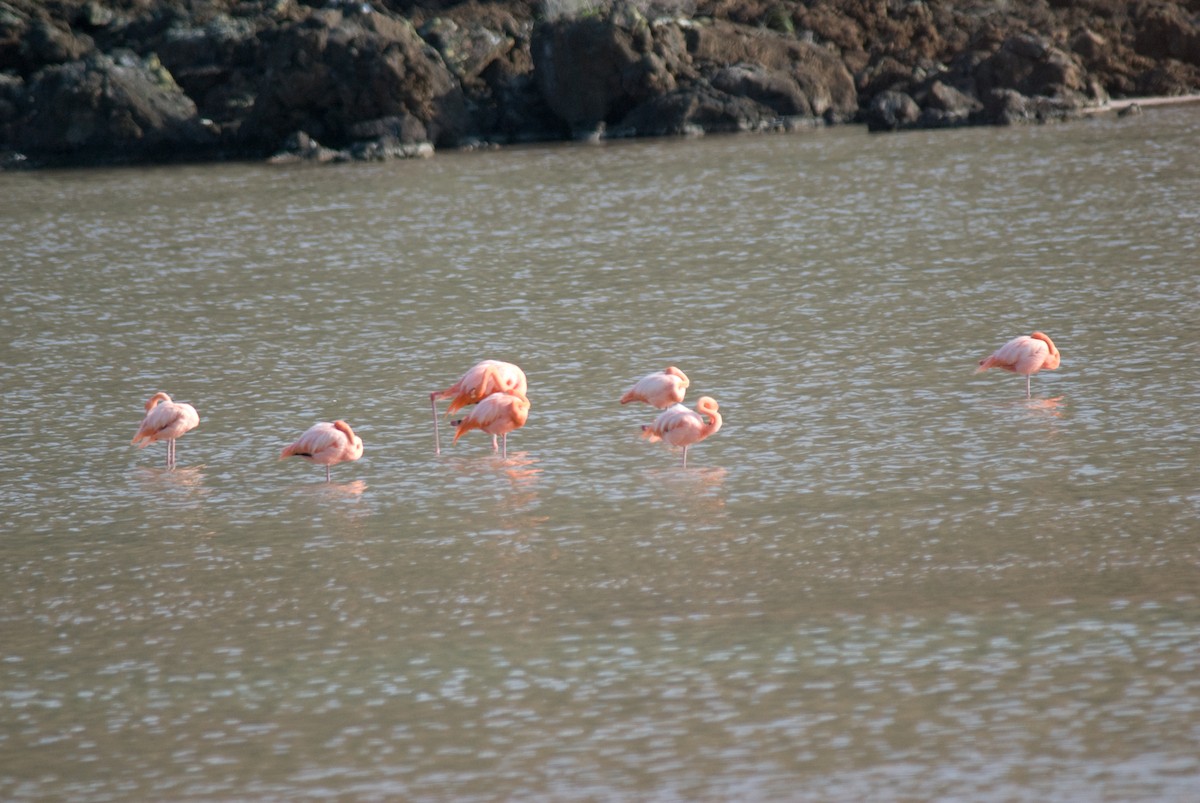 American Flamingo - Bill Townsend