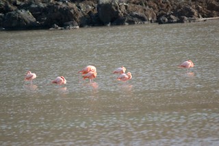 American Flamingo, ML175041711