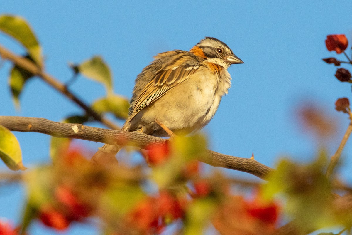 Rufous-collared Sparrow - ML175043511