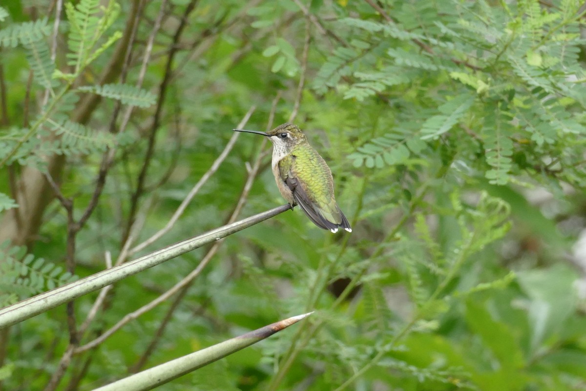 Ruby-throated Hummingbird - ML175043971