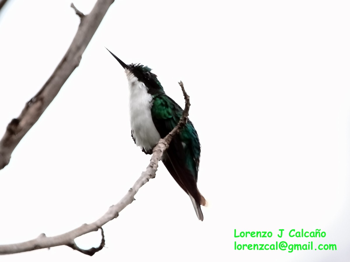 kolibřík černouchý - ML175045721