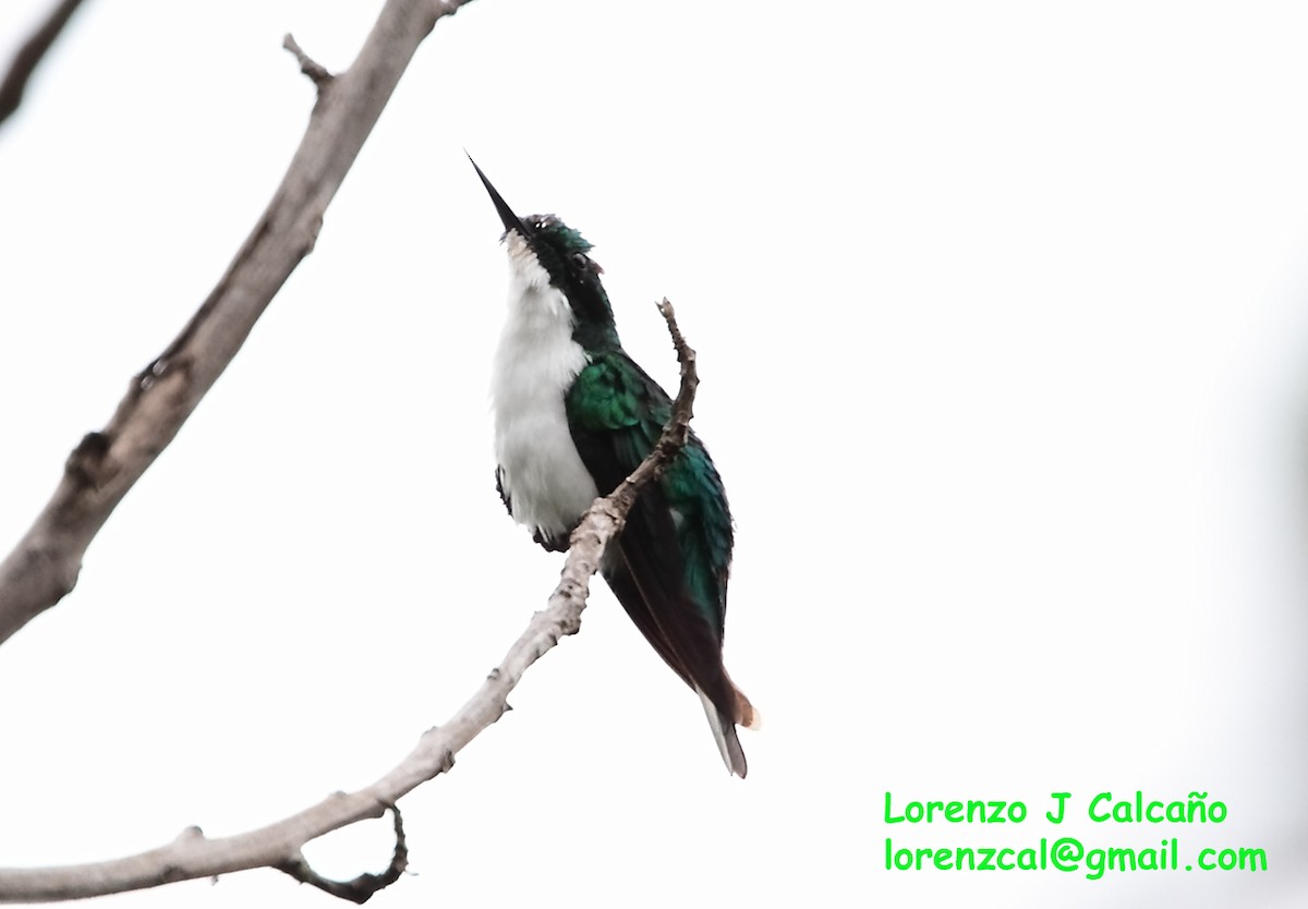 kolibřík černouchý - ML175045751