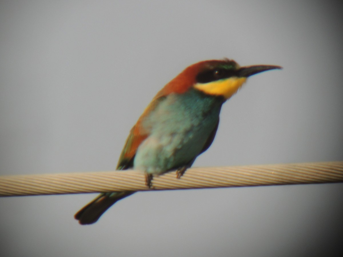 European Bee-eater - Robbin Knapp