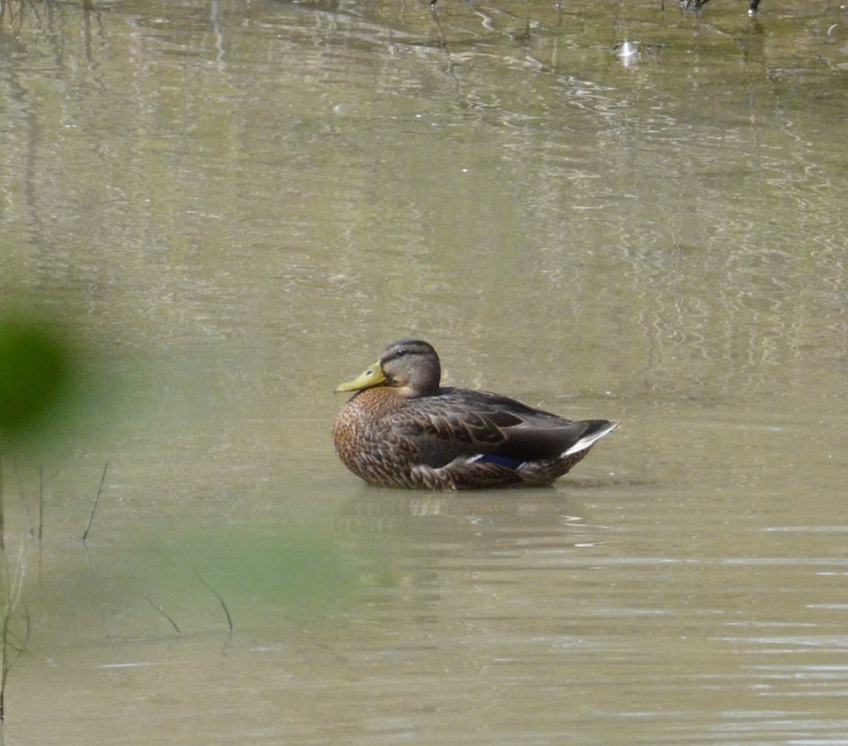 eBird Checklist 31 Aug 2019 Trout Run Reservoir 22 species (+1