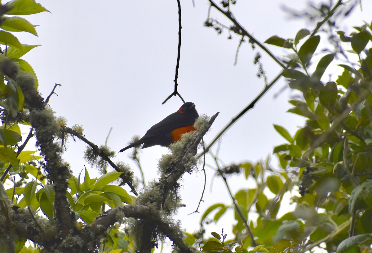Scarlet-bellied Mountain Tanager - ML175048781