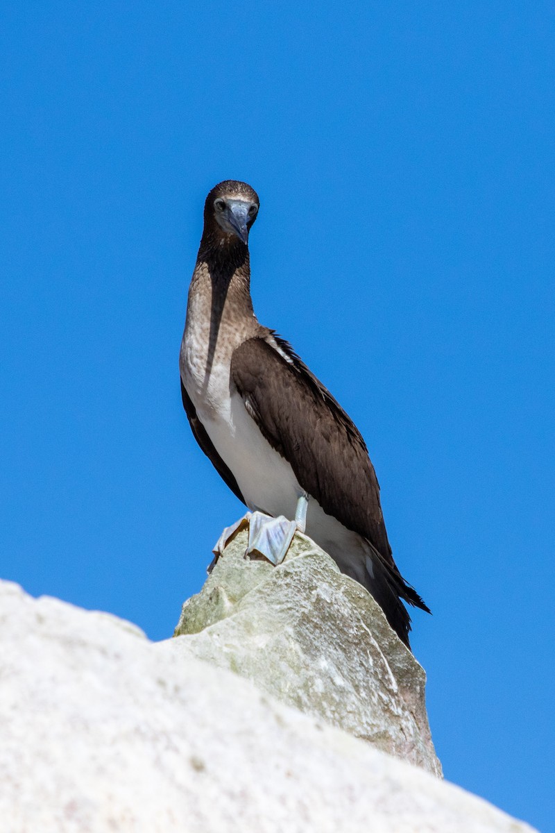 Blue-footed Booby - ML175050231