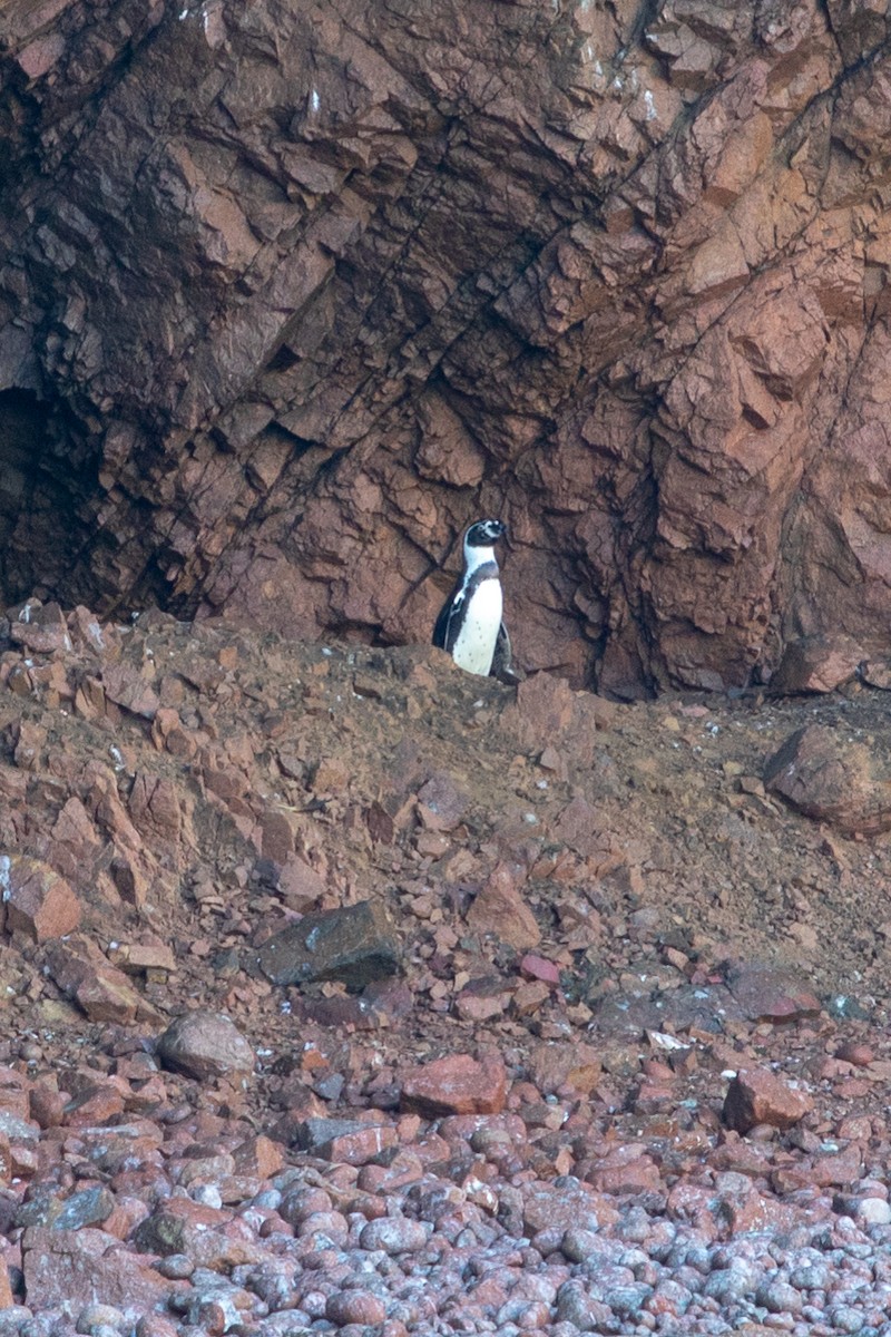 Humboldt Penguin - ML175050421