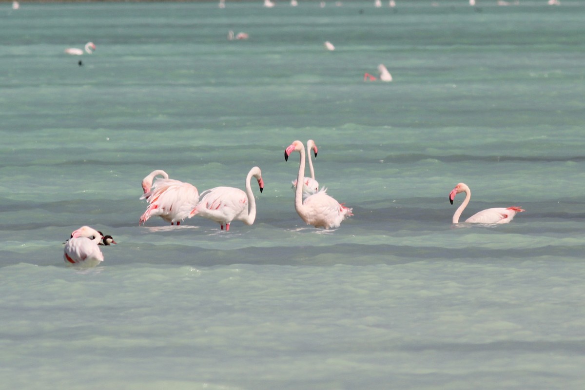 Greater Flamingo - ML175051091