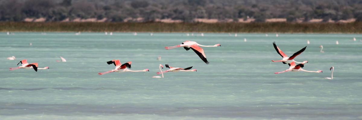 Greater Flamingo - ML175051101