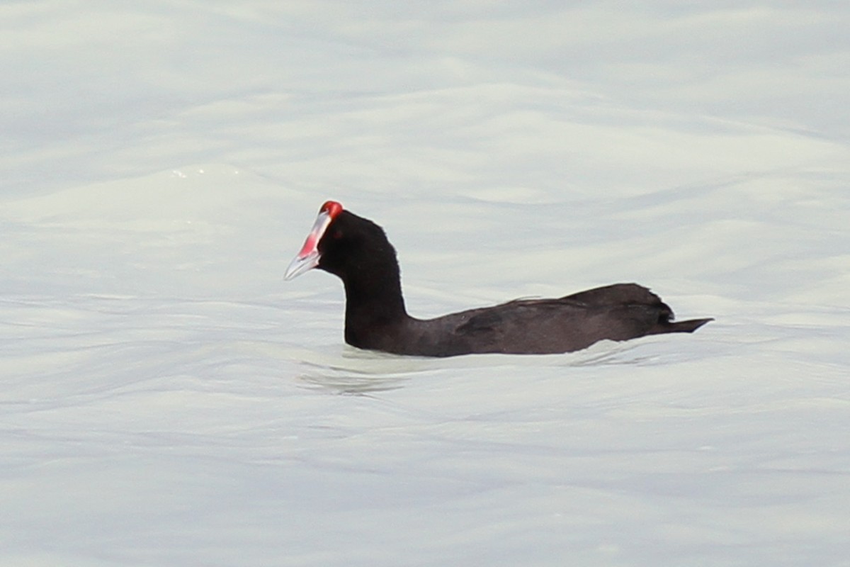 Red-knobbed Coot - ML175051671