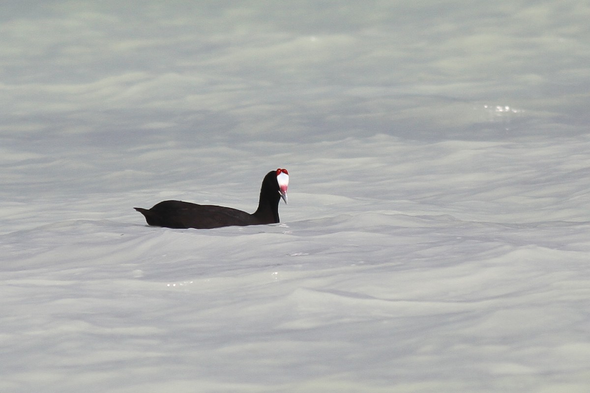 Red-knobbed Coot - ML175051681