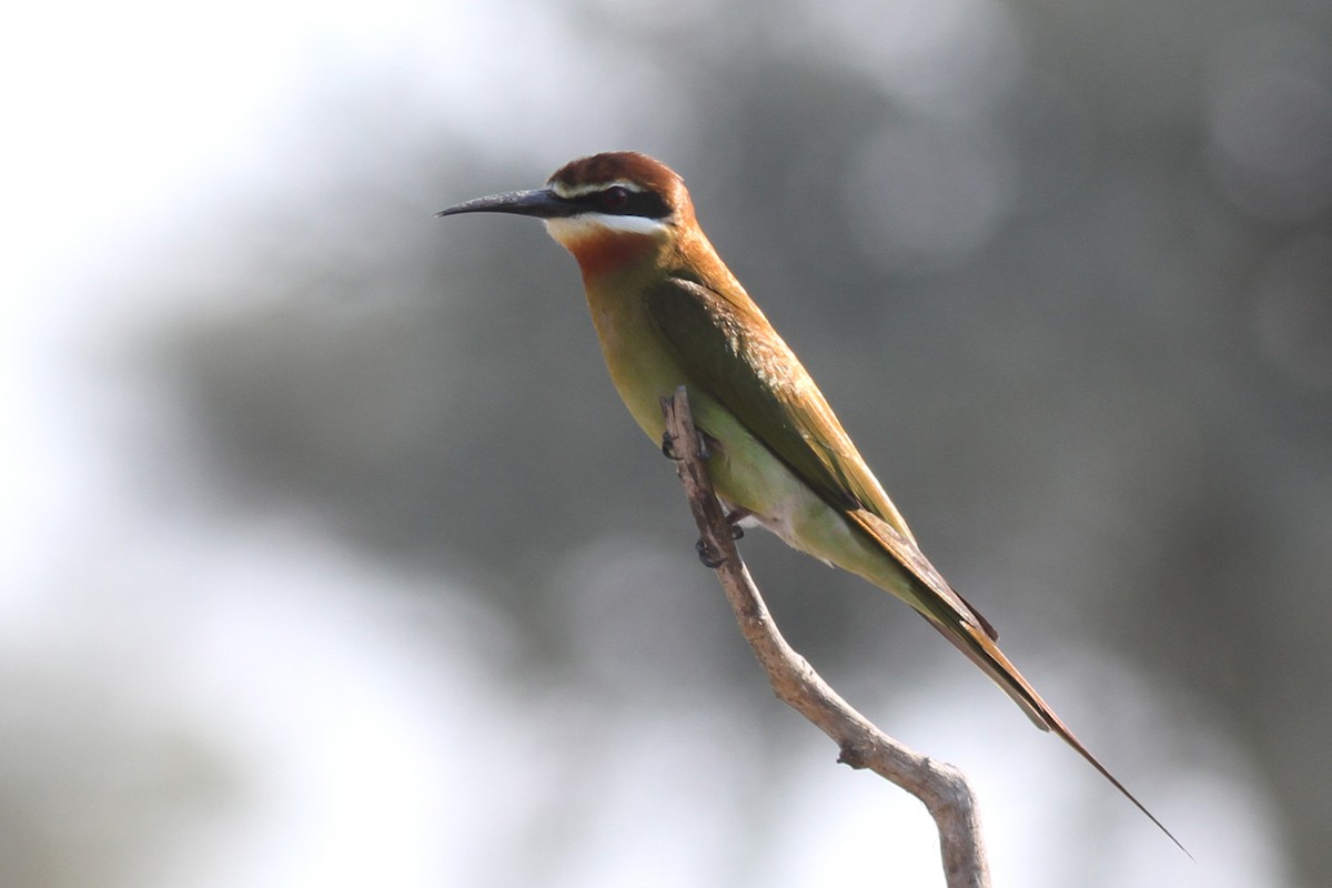Madagascar Bee-eater - ML175051751