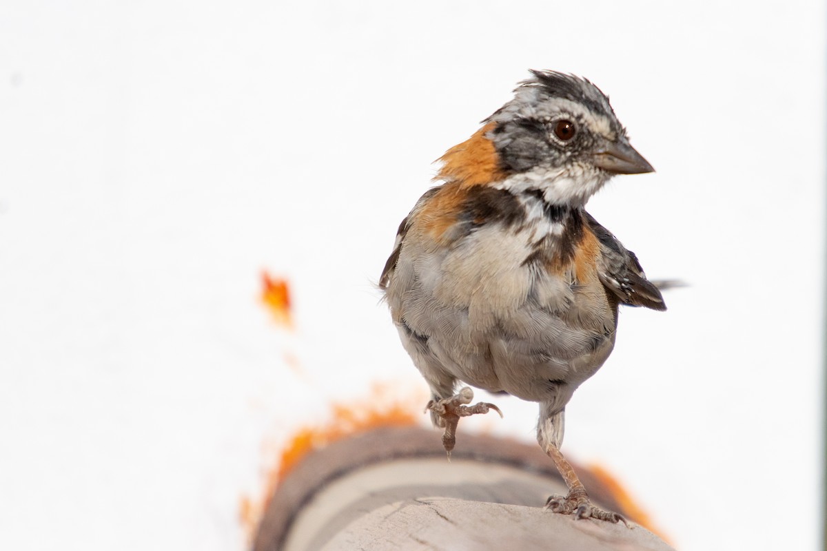 Rufous-collared Sparrow - Rob&Andreia Wust
