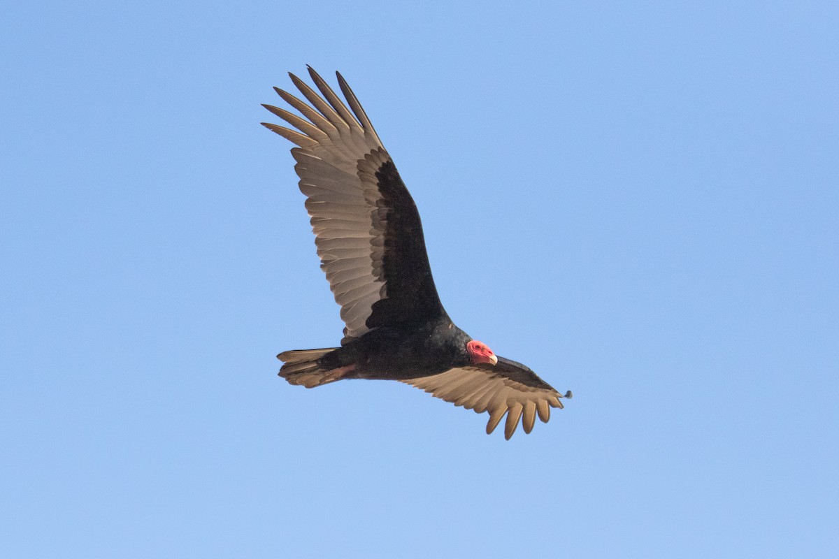 Turkey Vulture - ML175052241