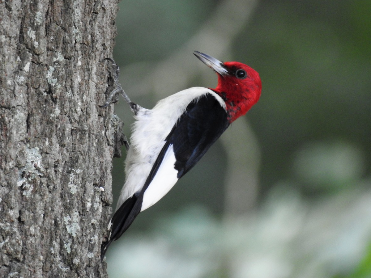 Red-headed Woodpecker - ML175052471