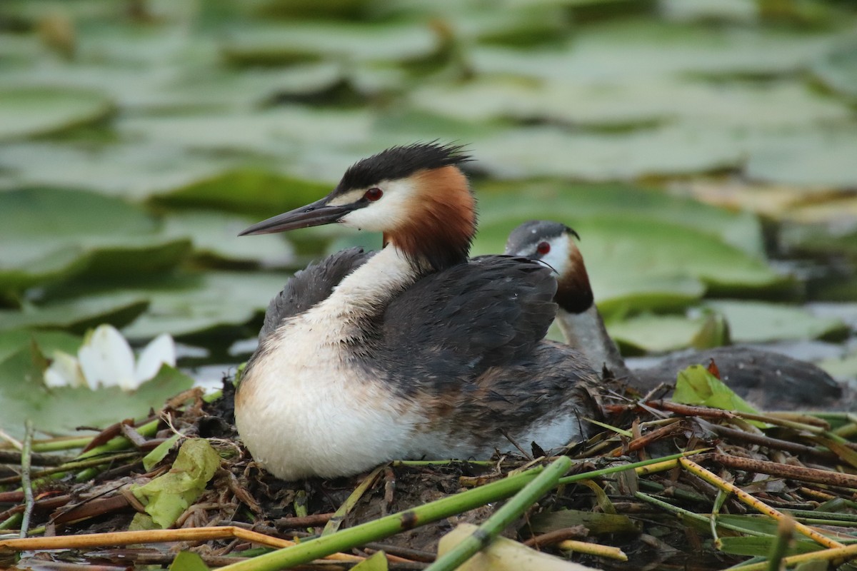 Great Crested Grebe - ML175053281