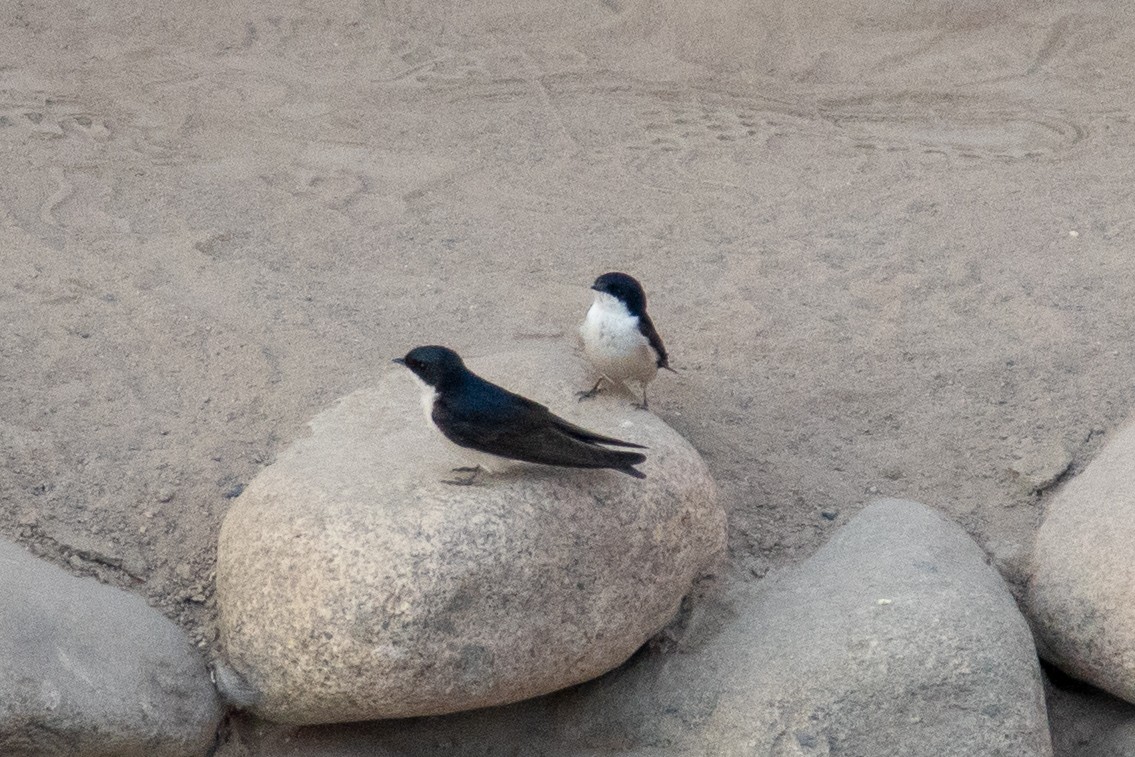 Blue-and-white Swallow - ML175053951
