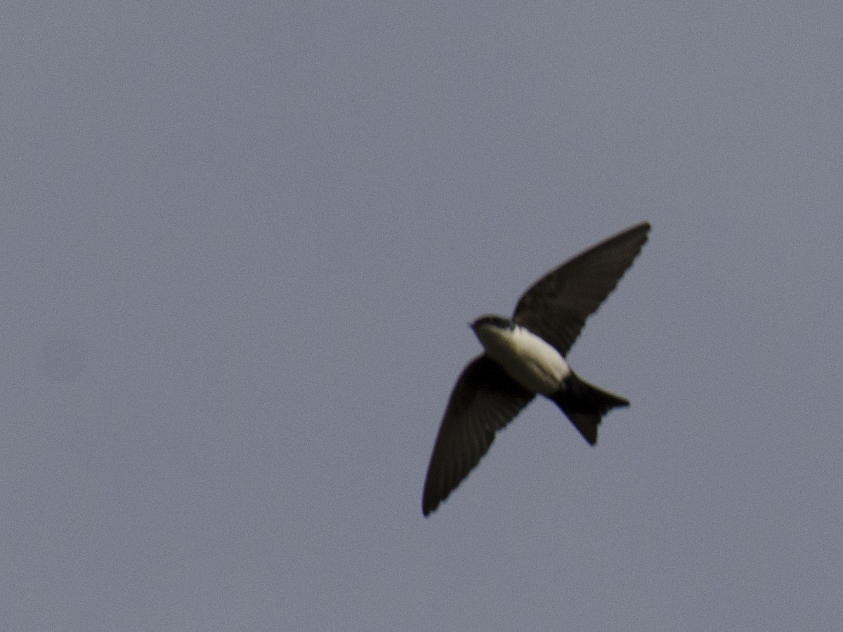 Blue-and-white Swallow - Ignacio Zapata