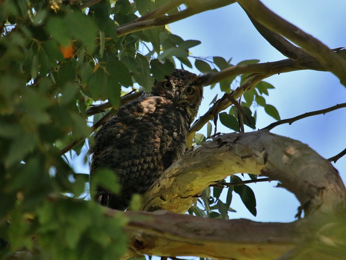 Great Horned Owl - ML175072301
