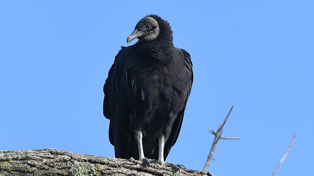 Black Vulture - Carl Winstead