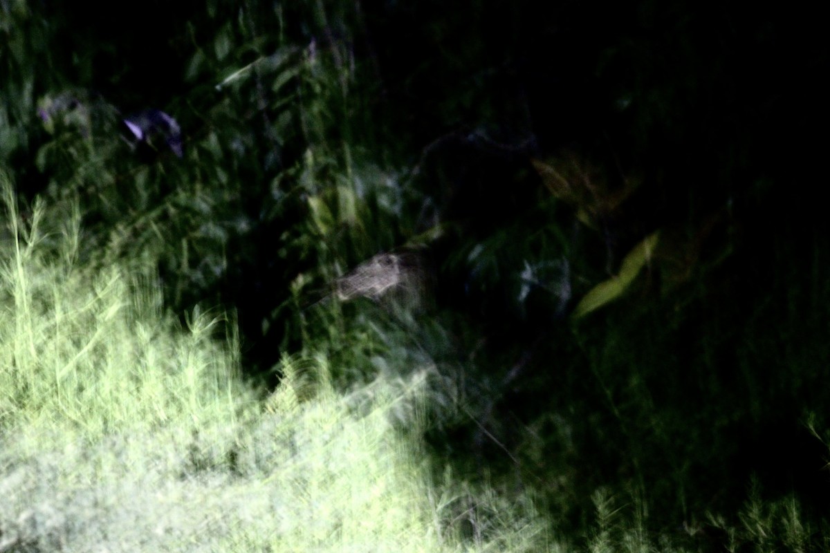 White-tailed Nightjar - ML175077131