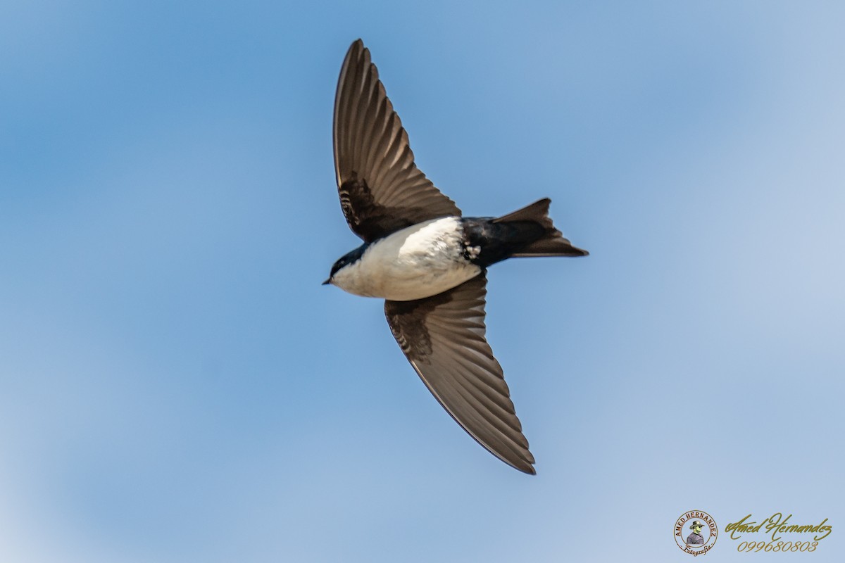 Blue-and-white Swallow - Amed Hernández