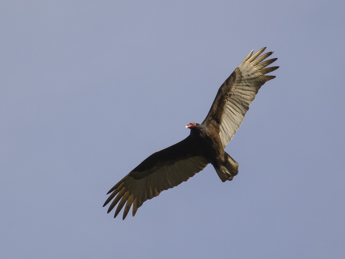 Turkey Vulture - ML175079731