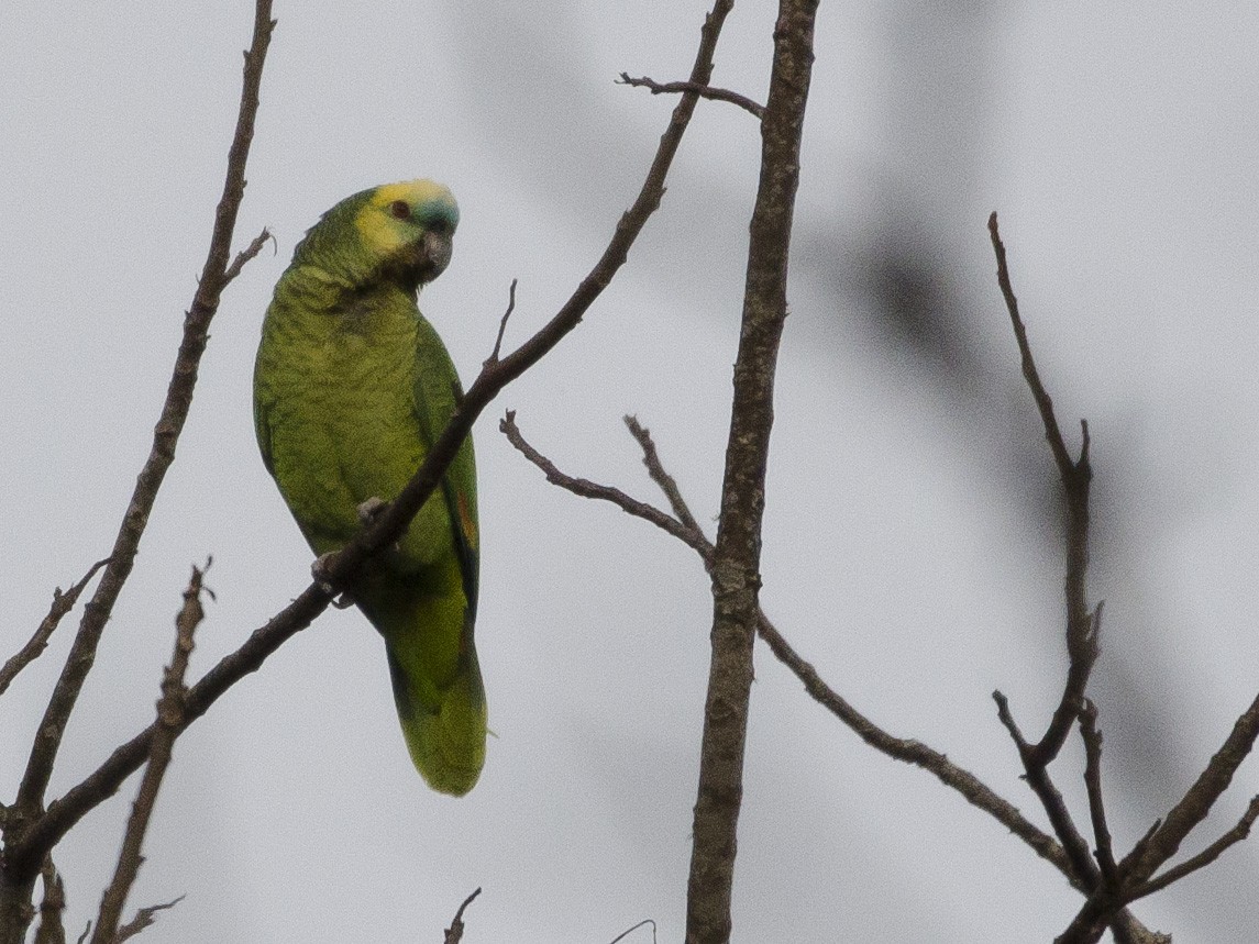 Turquoise-fronted Parrot - ML175081241