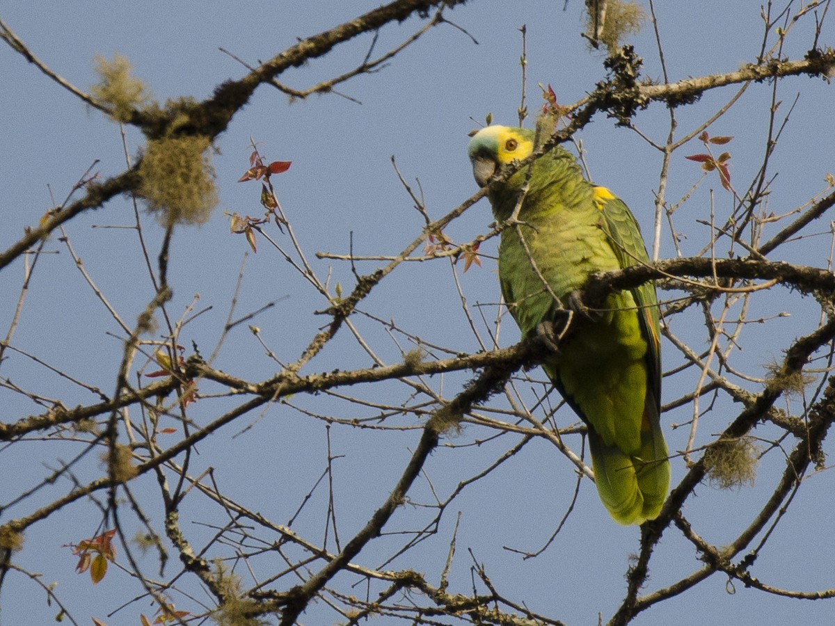 Turquoise-fronted Parrot - Ignacio Zapata