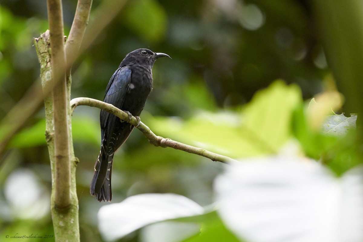 Square-tailed Drongo-Cuckoo - ML175081661