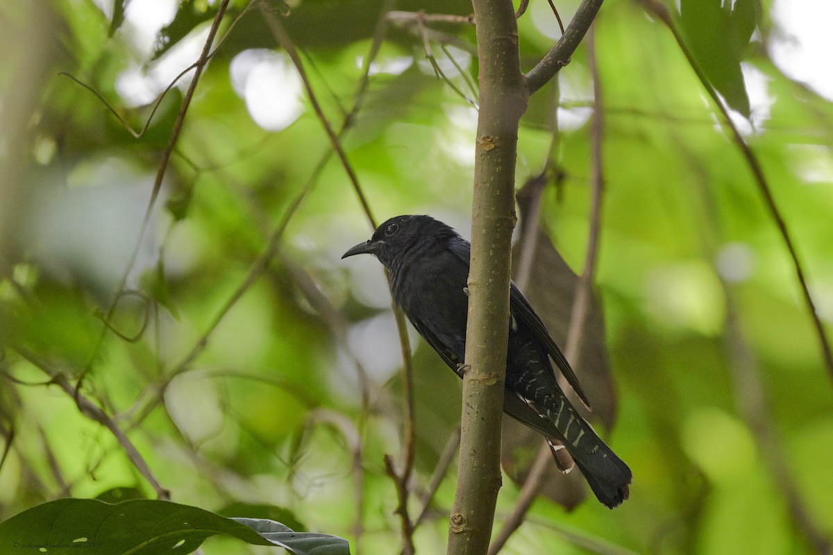 Square-tailed Drongo-Cuckoo - ML175081671