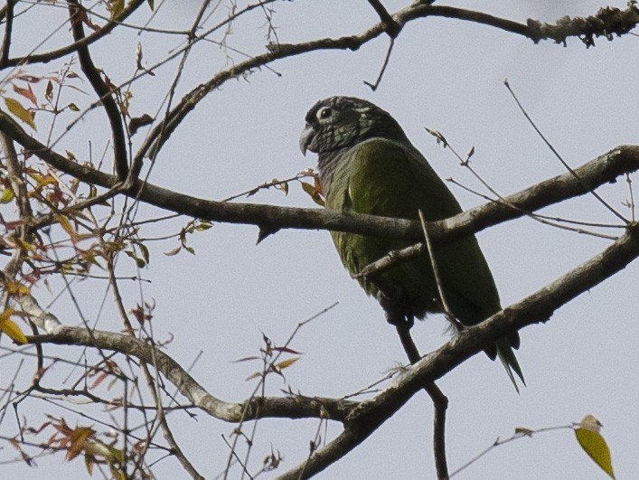 Scaly-headed Parrot - Ignacio Zapata