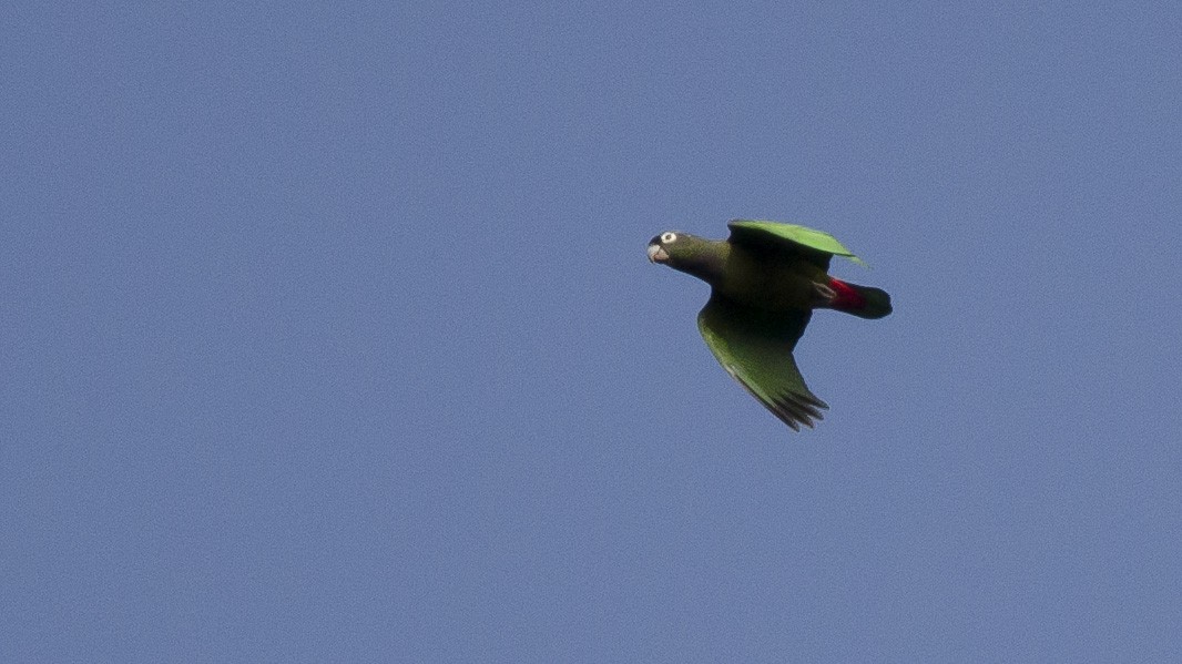 Папуга-червоногуз зеленощокий - ML175082311