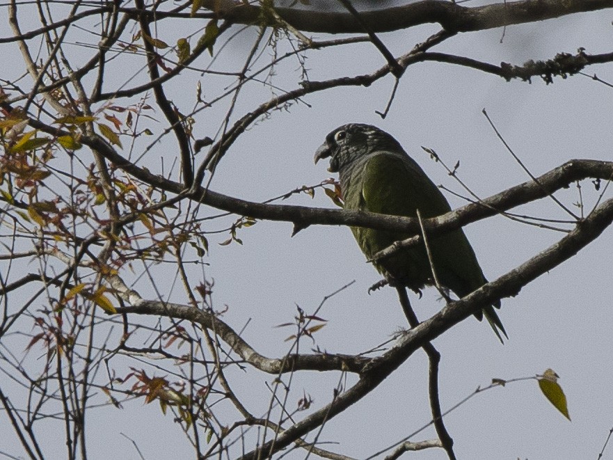 Scaly-headed Parrot - ML175082321